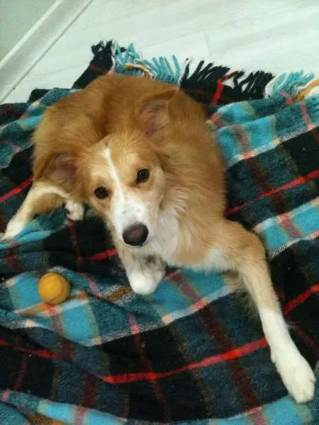 Cachorro ra a SRD idade 5 anos nome Pelúcio