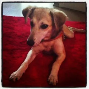 Cachorro raça SRD idade 1 ano nome Melody