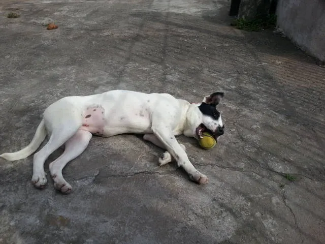 Cachorro ra a SRD idade 2 anos nome Chayene