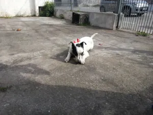 Cachorro raça SRD idade 2 anos nome Chayene