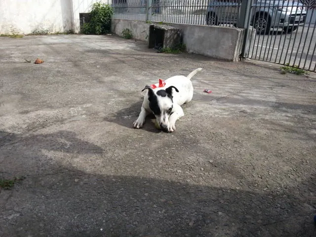Cachorro ra a SRD idade 2 anos nome Chayene