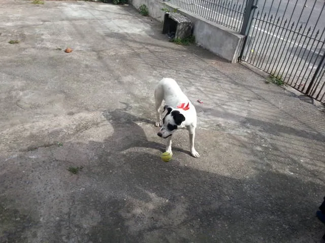 Cachorro ra a SRD idade 2 anos nome Chayene