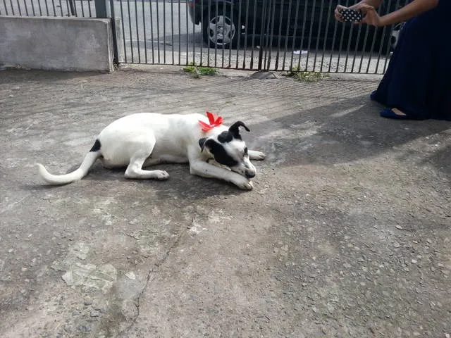 Cachorro ra a SRD idade 2 anos nome Chayene