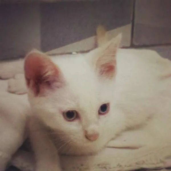 Gato raça VIRALATA idade 2 a 6 meses nome STARK