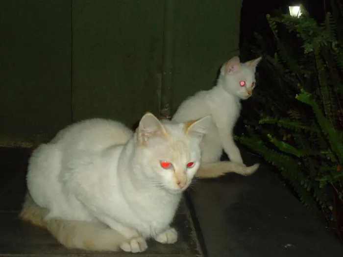 Gato ra a SRD idade 2 a 6 meses nome Sem nome