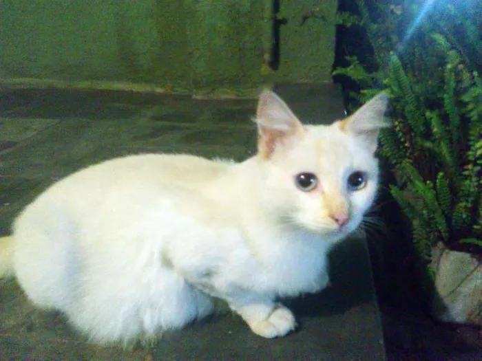Gato ra a SRD idade 2 a 6 meses nome Sem nome
