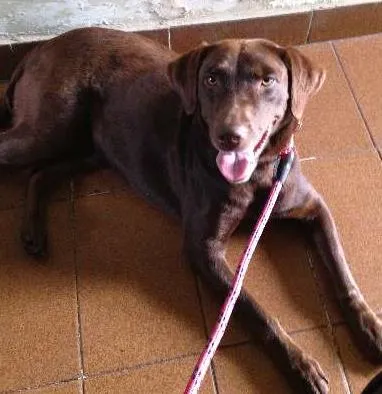 Cachorro ra a Labrador idade 3 anos nome Morena