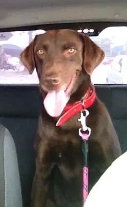 Cachorro ra a Labrador idade 3 anos nome Morena