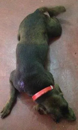 Cachorro ra a Labrador idade 3 anos nome Morena