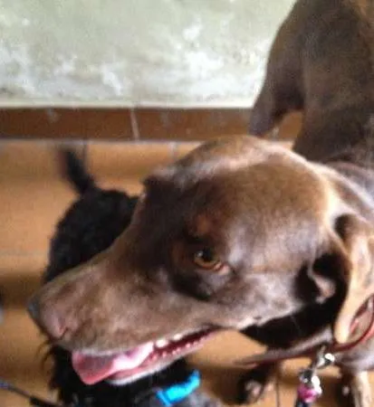 Cachorro ra a Labrador idade 3 anos nome Morena