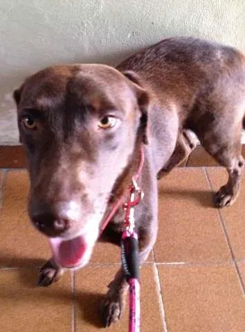 Cachorro ra a Labrador idade 3 anos nome Morena