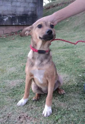 Cachorro raça SRD idade 2 a 6 meses nome Micaela