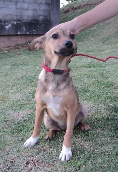 Cachorro ra a SRD idade 2 a 6 meses nome Micaela