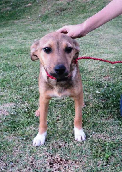 Cachorro ra a SRD idade 2 a 6 meses nome Micaela