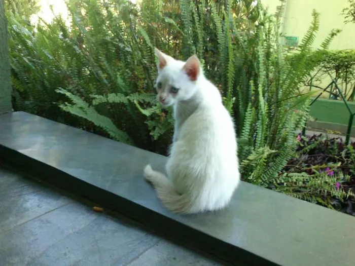 Gato ra a SRD idade 2 a 6 meses nome Sem nome