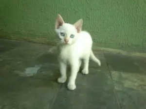 Gato raça SRD idade 2 a 6 meses nome Sem nome