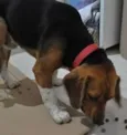 Beagle