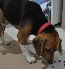 Cachorro ra a Beagle idade 2 anos nome Beagle