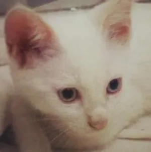 Gato raça VIRALATA idade 2 a 6 meses nome STARK