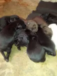Filhotes de labrador