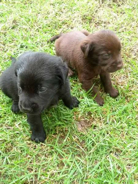 Cachorro ra a Labrador idade 2 a 6 meses nome Filhotes de labrador