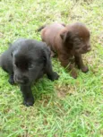 Filhotes de labrador