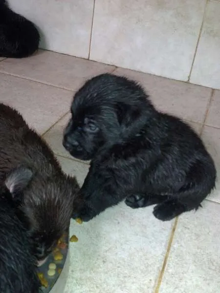 Cachorro ra a Labrador idade 2 a 6 meses nome Filhotes de labrador