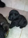 Filhotes de labrador