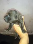 Filhotes de labrador