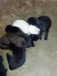 Filhotes de labrador
