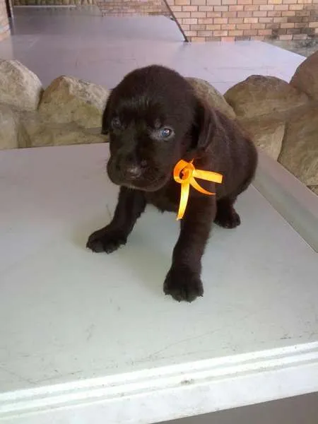 Cachorro ra a Labrador idade 2 a 6 meses nome Filhotes de labrador