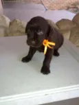 Filhotes de labrador