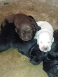 Filhotes de labrador