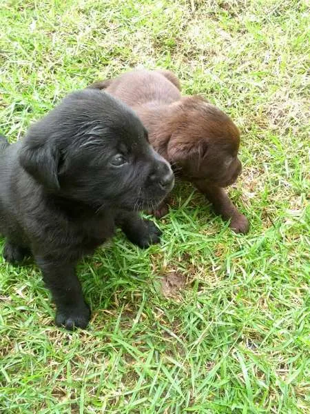 Cachorro ra a Labrador idade 2 a 6 meses nome Filhotes de labrador
