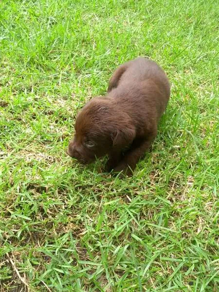 Cachorro ra a Labrador idade 2 a 6 meses nome Filhotes de labrador