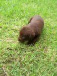 Filhotes de labrador