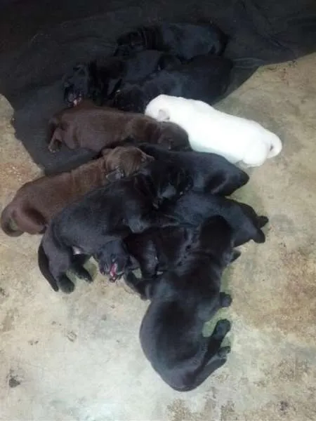 Cachorro ra a Labrador idade 2 a 6 meses nome Filhotes de labrador