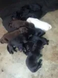 Filhotes de labrador