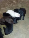 Filhotes de labrador