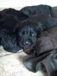 Filhotes de labrador