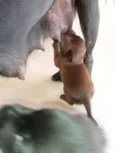 Filhotes de labrador