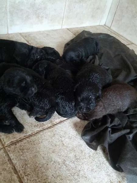 Cachorro ra a Labrador idade 2 a 6 meses nome Filhotes de labrador