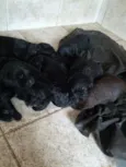 Filhotes de labrador