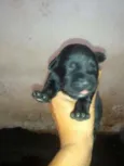 Filhotes de labrador