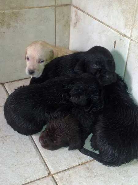 Cachorro ra a Labrador idade 2 a 6 meses nome Filhotes de labrador
