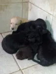 Filhotes de labrador