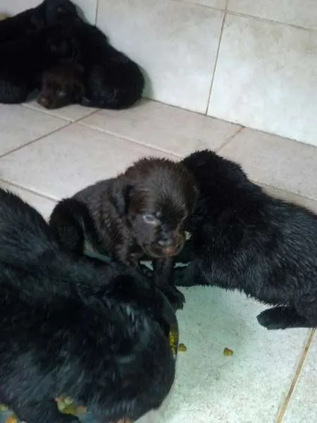 Cachorro ra a Labrador idade 2 a 6 meses nome Filhotes de labrador