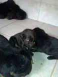 Filhotes de labrador