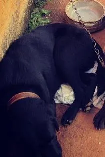 Cachorro ra a Labrador idade 7 a 11 meses nome BLADE