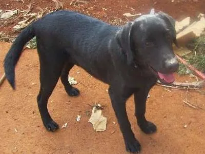 Cachorro ra a Labrador idade 7 a 11 meses nome BLADE